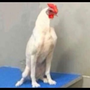 Meet your Posher, Alex